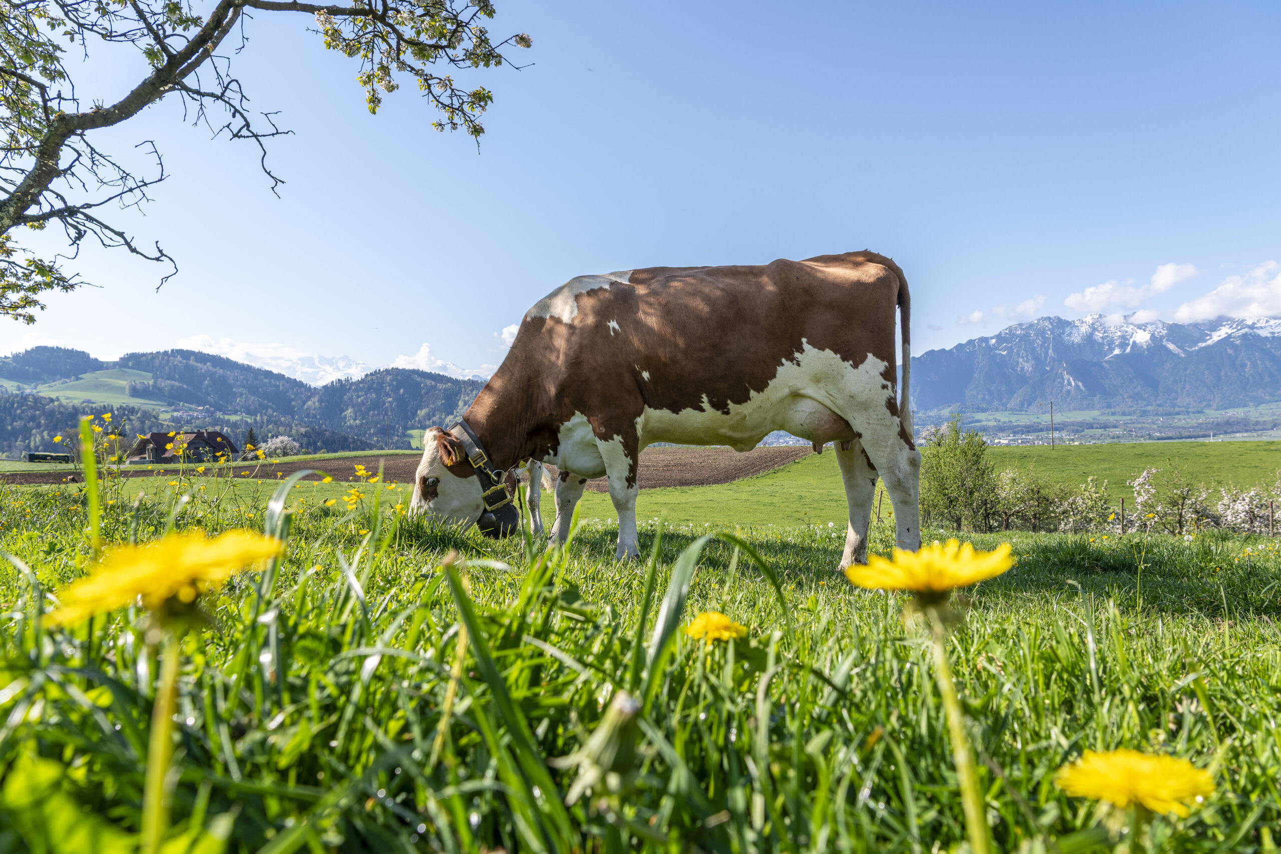 7pictures.ch 7pictures.ch